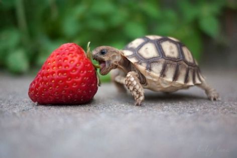 turtlestrawberry